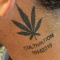 Cultivation420