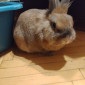 my_bunnies 💕