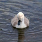 sillycygnet