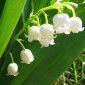 Lily Of The Walley
