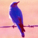 purplebird7