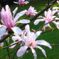 magnolia_xx