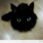 Nebelung