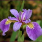 Irisversicolore