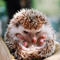 tinyhedgehog