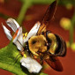 sweetbumblebee