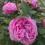 Roseward