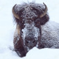 BisontedeInvierno