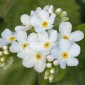 Myosotis