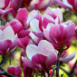 magnolia_xx