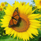 Lau. Sunflower