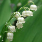 lilyofthevalley