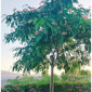 Edenjuly