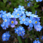 Myosotis