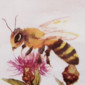 Gryselidis