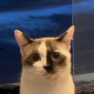 oclone