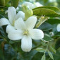 ElianaBongiovani