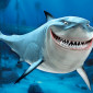 TradeShark