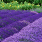 Lavander