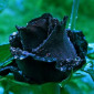 A_Risha