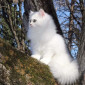 Ван Евгения