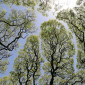 SouthernPine