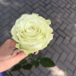 solimnesoli