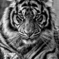 TigersGlory