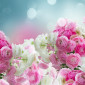 Perfumenista