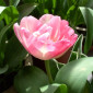 Nathalie