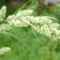 polynnya