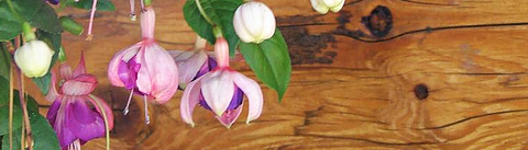 floral woody musk - Perfume Group