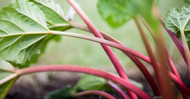 Zkoumání vůní rebarbory