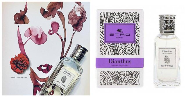 Dianthus Etro: Věrný společník