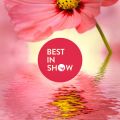 Best in Show: Bezhlasé květiny (2023)