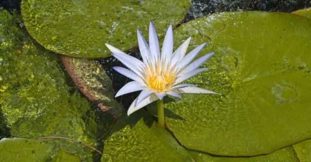 Queen of the Night, šafránová hvězda