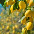 Citronová vůně Turecka: Wulong Cha a Wulong Cha X od Nishane 