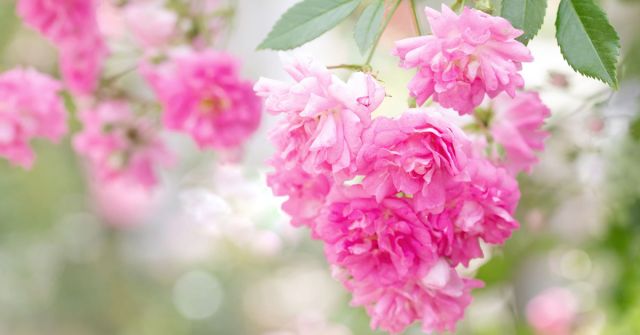 ROSE QUEST 2023: Váhavost, rozmazlování a rehabilitace s růžemi