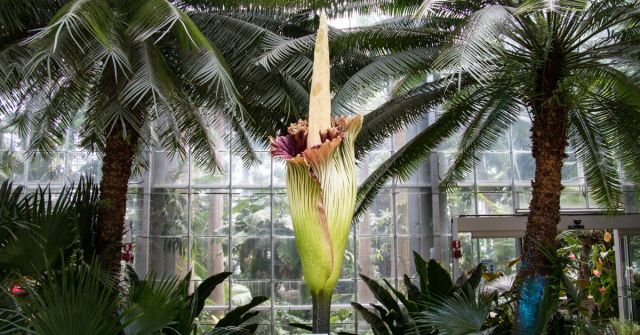 Benzín, cigaretový kouř, zrající sýr: Proč máme rádi zvláštní vůně?