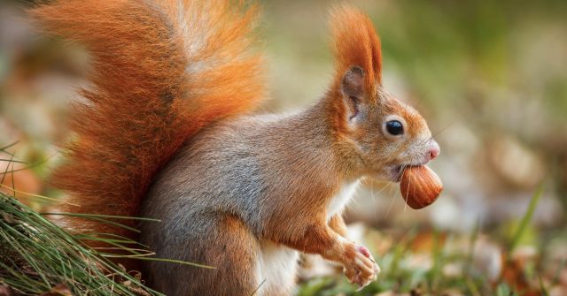 Affecting Mind od M.INT: Podzimní vetiver 