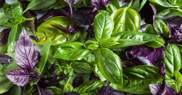  Bazalka v legendách, vaření a parfémech