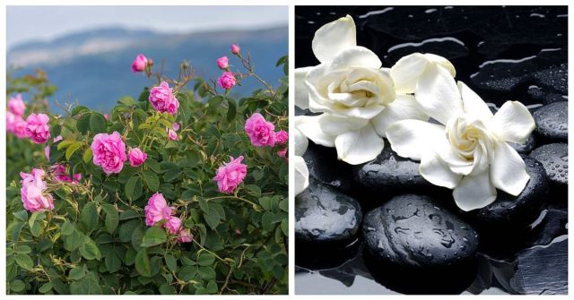 Rose a Gardenia: Květiny carské zahrady