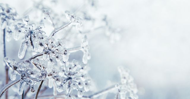 Scilly Neroli a Amber Empire: Polibek sněhové královny a pravý oolong