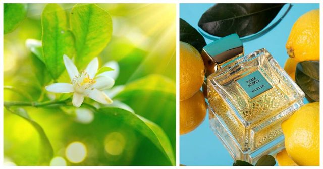 Jasné světlo neroli: Noor Neroli Majouri