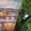 Vůně České republiky: Květ lípy