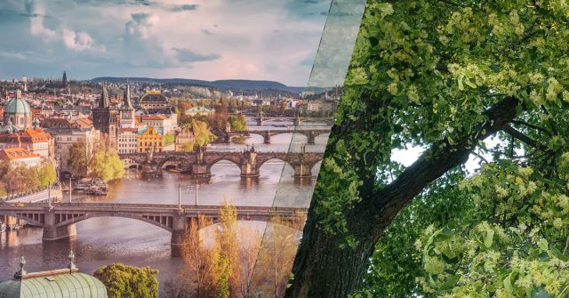 Vůně České republiky: Květ lípy