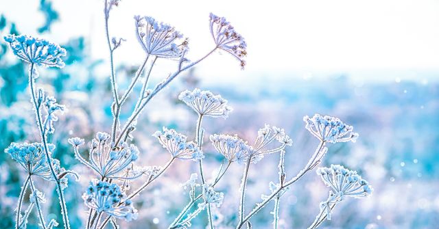 Parfémový horoskop: 5. února - 11. února