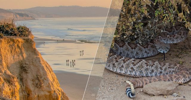 Vůně jižní Kalifornie: Černá a bílá šalvěj a kalifornský šalvějový keř