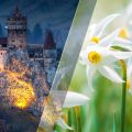 Vůně Rumunska: Pivoňka, zimolez, narcis a tajemství