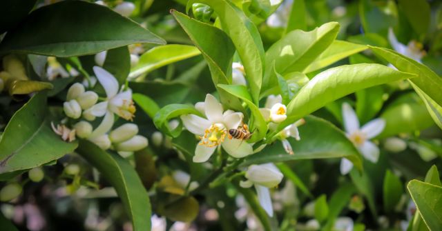 ESXENCE 2024: Bouquet de Neroli od Korloff s hruškou a zeleným čajem 